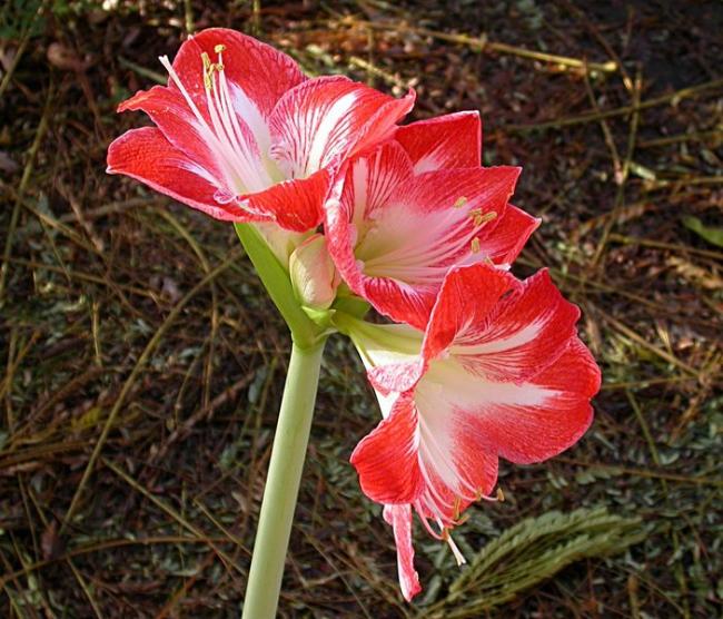 dscn5988amaryllis_minerva_.jpg