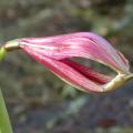 dscn5992amaryllis_lima_.jpg