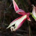 dscn6153amaryllis_lima_.jpg