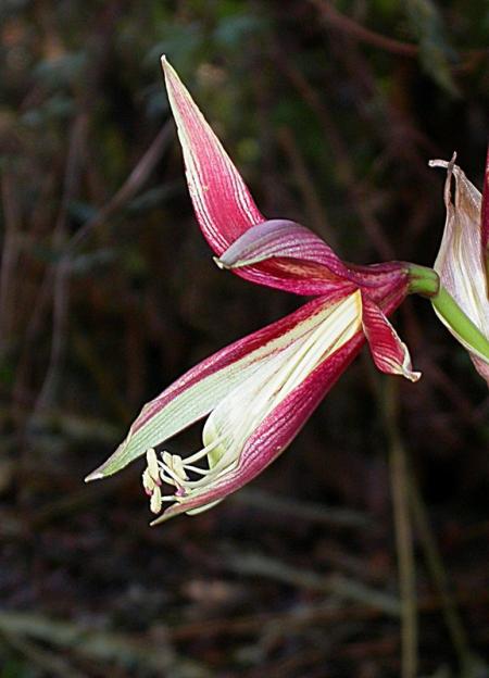 dscn6153amaryllis_lima_.jpg