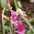 dscn8459_dichelostemma_pink_diamond.jpg