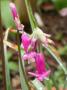 lysiane:plantes_du_jardin:bulbes_oignons_rhiz:dscn8459_dichelostemma_pink_diamond.jpg
