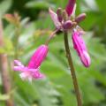dscn8460.jpg