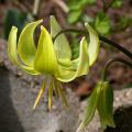 erythronium_pagode_4358.jpg