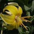 erythronium_pagode_4362.jpg