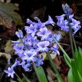 jacinthe_3631.jpg