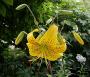 lysiane:plantes_du_jardin:bulbes_oignons_rhiz:lis.citronella_7695.jpg