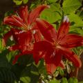 lis.red_night_8207.jpg