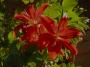 lysiane:plantes_du_jardin:bulbes_oignons_rhiz:lis.red_night_8207.jpg