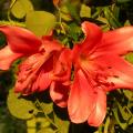 lis.red_night_8211.jpg