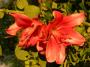 lysiane:plantes_du_jardin:bulbes_oignons_rhiz:lis.red_night_8211.jpg
