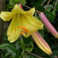 lis.royal_gold_7720.jpg
