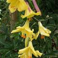 lis.royal_gold_7805.jpg