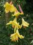 lysiane:plantes_du_jardin:bulbes_oignons_rhiz:lis.royal_gold_7805.jpg