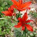 lis.tigrinum_splendens_.jpg