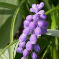 muscari_armeniacum_4389.jpg