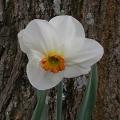narcisse_actea4460.jpg