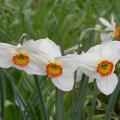 narcisse_actea_4459.jpg