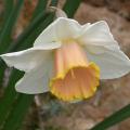 narcisse_bell_song_4383.jpg