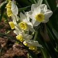 narcisse_bot_canalic_4409.jpg
