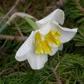 narcisse_broadway_4365.jpg