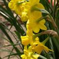 narcisse_february_gold_4355.jpg