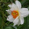 narcisse_flower_drift_4377.jpg