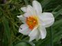 lysiane:plantes_du_jardin:bulbes_oignons_rhiz:narcisse_flower_drift_4377.jpg