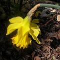 narcisse_golden_harvest._0240.jpg