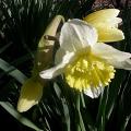 narcisse_ice_follies_3.jpg