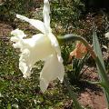 narcisse_mount_hood_0523.jpg