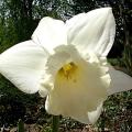 narcisse_mount_hood_0524.jpg