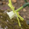 narcisse_tete_a_tete_4433.jpg