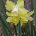 narcisse_tete_a_tete_4434.jpg