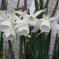narcisse_thalia_4439.jpg