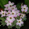 oxalis_0089.jpg