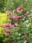 lysiane:plantes_du_jardin:bulbes_oignons_rhiz:p1000228.jpg