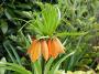 lysiane:plantes_du_jardin:bulbes_oignons_rhiz:p1050416.jpg