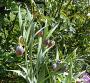 lysiane:plantes_du_jardin:bulbes_oignons_rhiz:p1050454.jpg