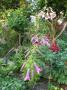 lysiane:plantes_du_jardin:bulbes_oignons_rhiz:p1070698.jpg
