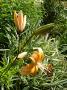 lysiane:plantes_du_jardin:bulbes_oignons_rhiz:p1070852.jpg