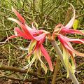 p1130811_amarylis_papillon.jpg