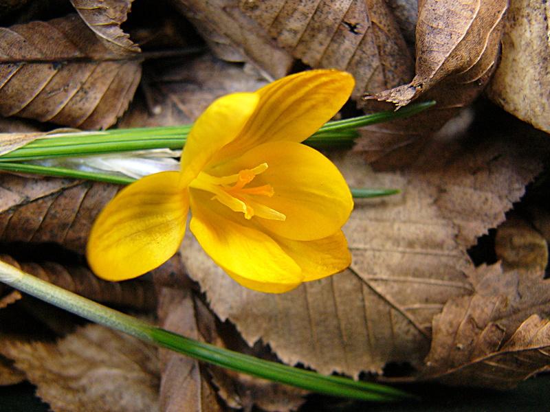 p1140751.jpg