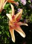 lysiane:plantes_du_jardin:bulbes_oignons_rhiz:p1140826.jpg
