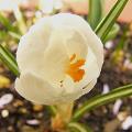 p1150246_jeanne_d_arc.jpg