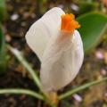 p1150250.jpg
