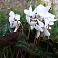 p1150640.jpg