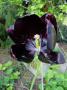 lysiane:plantes_du_jardin:bulbes_oignons_rhiz:p1170158.jpg