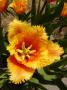 lysiane:plantes_du_jardin:bulbes_oignons_rhiz:p1170181.jpg