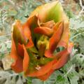 p1170394_t_see_wood_gloire.jpg